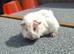 3 sow guinea pigs