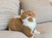 British shorthair kittens ready now
