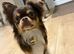russian line male chihuahua