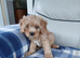 Cavapoo puppies for sale