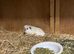 Cali crested sows for sale