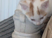 Kittens for sale ready now