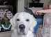 Cream golden retriever for stud dog