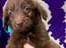 Goldendoodle puppies - Ready to go this weekend