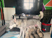 Siberian Husky Puppies