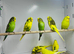 Budgies