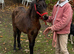 Fully Registered Miniature Shetland