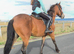 15h irish cob x appaloosa