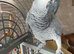 African Grey