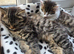 beautiful long-haired kitten female
