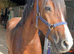 Section D, 15.1hh, Bay Mare, 5yr old