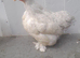 2 pekin bantam hens
