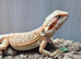 Baby Girl Dragon