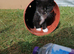 4 Beautiful mixed breed kittens