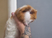 12week old male sheltie for sale!