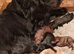 Cockapoo looking for lifelong home