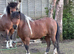 Super coloured mare