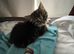 Black and Silver Bengal X Tabby