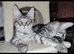 We have 9 gorgeous Maine coon kittens for re homing