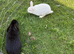 Raven the rabbit