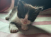 3 kittens. 2 boys 1 girl