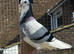 Quality stock and 2025 birds for sale