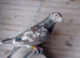 Almond racing pigeons