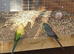 2 pairs of red rumps