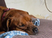 1 year old staffy cross rottie