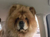 Female 4y old chow