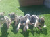 Blue tri jack russell puppies