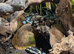 3 Baby Powder Blue Dart Frogs + Vivarium & Equipment for Sale