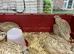 Jumbo quail
