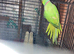 Three male Ringneck