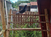 Raceing pigeon