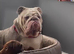 English bulldog puppies