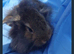 Baby rabbits