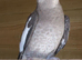 Grey Cockatiel - Hen - DNA Certified