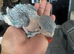 Indian Ringneck babies