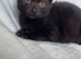 Kittens looking for special homes