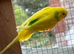 Cute Budgies