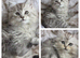 Persian kittens 1 silver girl , 3 silver boys, 2 golden boys