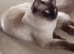 Stunning Male Ragdoll