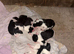 Border collie puppy’s