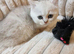 Beautiful little kittens