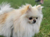 KC Registered Pedigree Pomeranian Female &ndash; Tiny 2.2kg Teddy Bear Type