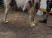 Red and white cob mare 3 yr
