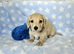 Clear cream long haired mini dachshunds