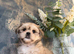 One gorgeous Shih Tzu boy left