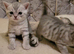 Scottish fold kittens